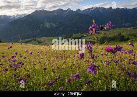 Dunkle Akelei (Aquilegia atrata) und knötchenförmige Thistle (Cirsium tuberosum) Blüte im tradionellen Heu Wiese. Nordtirol, Österreichischen Alpen. Juni. Stockfoto