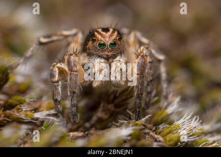 Spinne (Aelurillus V-insignitus) Nordtirol, Österreichische Alpen. Juni. Stockfoto