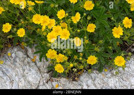 Alpine Cinquefoil (Potentilla crantzii) wächst am Berghang. Nordtirol, Österreichische Alpen. Juni. Stockfoto