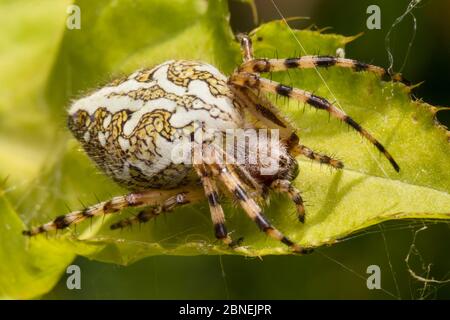 Orb-Netzspinne (Aculepeira ceropegia) Nordtirol, Österreichische Alpen. Juni. Stockfoto