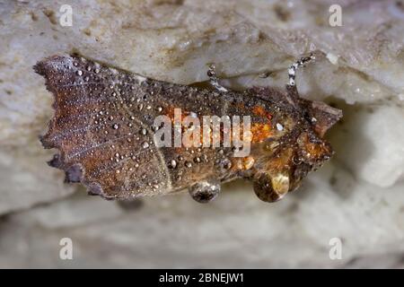 Herald Moth (Scoliopteryx libatrix), bedeckt mit Wassertröpfchen, überwintert in einer Kalksteinhöhle. Peak District National Park, Derbyshire, Großbritannien. Oktober. Stockfoto