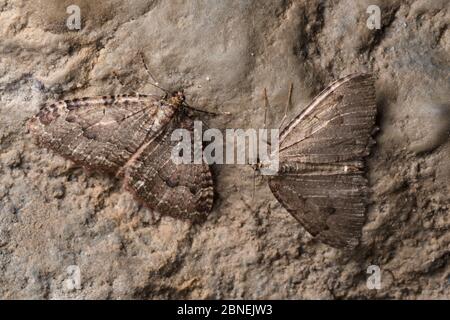 Gewebemotten (Triphosa dubitata) überwintern in einer Kalksteinhöhle. Peak District National Park, Derbyshire, Großbritannien. Oktober. Stockfoto