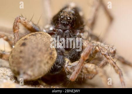 Wolf Spinnen (Pardosa sp.) Paarung, mit Männchen auf der Oberseite des Weibchens unter ihr mit seinen Handrücken reichend. Peak District National Park, Derbyhsire, Großbritannien. Mai Stockfoto