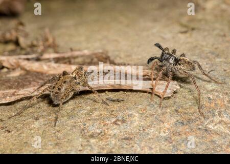 Wolf Spinnen (Pardosa sp.), männliche RECHTSWINKENDE Palpen in Balz-Anzeige. Peak District National Park, Derbyhsire, Großbritannien. Mai. Stockfoto