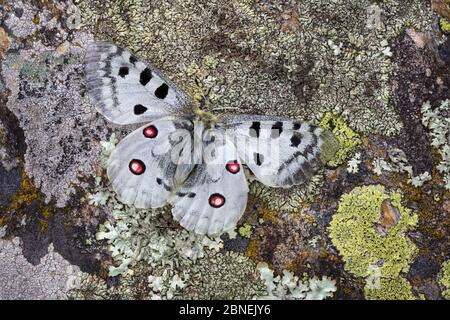 Apollo-Schmetterling (Parnassius apollo) auf Flechten-verkrusteten Felsen, Nordtirol, Österreichische Alpen. Juni. Stockfoto