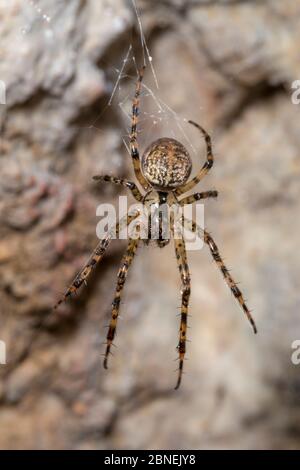 Langkieferige Orbweber (Metellina meriae) in Kalksteinhöhle. Peak District National Park, Derbyshire, Großbritannien. Oktober. Stockfoto