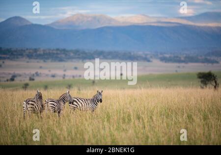 Zebra (Equus quagga) kleine Gruppe stand im Gras mit Landschaft dahinter. Kidepo Valley National Park, Uganda. November Stockfoto