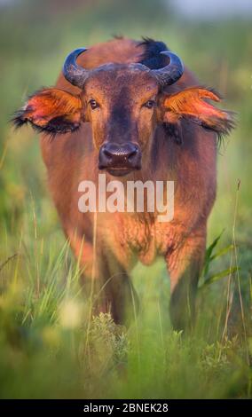 Afrikanischer Waldbüffel (Syncerus caffer nanus) im Gras. Nahaufnahme des vorderen Winkelporträts. Odzala Nationalpark, Republik Kongo. Mai Stockfoto