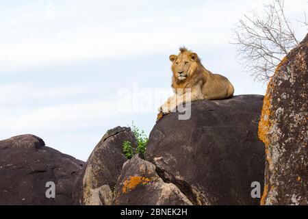 Löwe (Panthera leo) junger Mann sitzt auf dem Felsen. Kidepo Valley National Park, Uganda. November Stockfoto