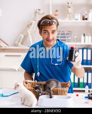Der Tierarzt Arzt Kätzchen Prüfung in Animal Hospital Stockfoto