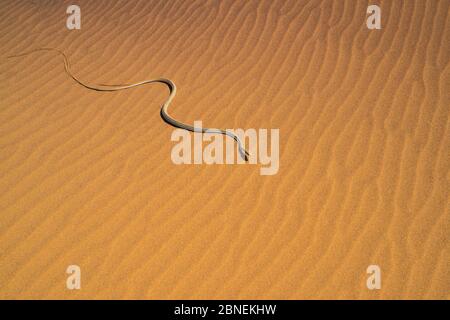 Namib sand snake (Psammophis namibensis) in Sanddünen, Swakopmund, Erongo Region, Namibia. Stockfoto