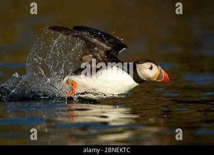 Atlantikpuffin (Fratercula arctica), Start von der Meeresoberfläche, Skomer Island, Wales, Großbritannien, Mai Stockfoto