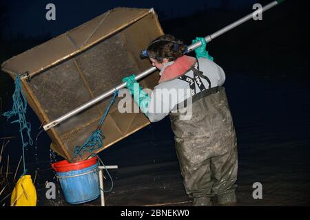 Anna Carey Fischerei unter Lizenz mit einem rechtlich großen Tauchnetz für junge europäische Aal (Anguilla anguilla) Elver, oder Glasaale, bei einer steigenden Flut auf th Stockfoto