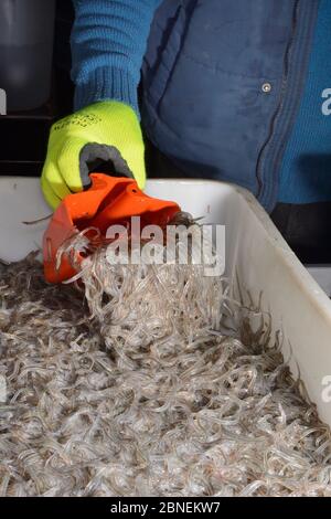 Glasaale, junge europäische Aale (Anguilla anguilla), die geschöpft werden, um gewogen und in UK Glasaale für den Transport nach Deutschland für r verpackt zu werden Stockfoto
