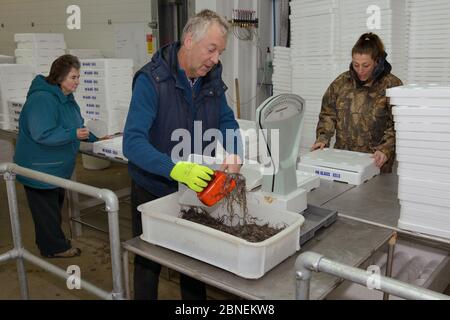 Glasaale, junge europäische Aale (Anguilla anguilla), die gewogen und bei UK verpackt werden Glasaale für den Transport nach Deutschland für Wiedereinführung pro Stockfoto