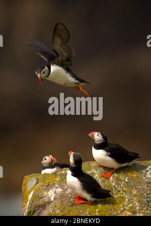 Atlantic Puffin (Fratercula arctica) kommt an Land, Saltee, Irland, Mai Stockfoto