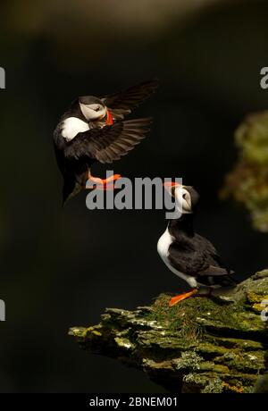 Atlantischer Puffin (Fratercula arctica), der auf einem Felsen in der Nähe von Hermaness, Shetland Isles, UK, Juli landet Stockfoto