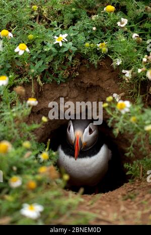 Atlantic Puffin (Fratercula Arctica) aus seinem Bau, Skomer, Wales, Großbritannien, 2010 Stockfoto