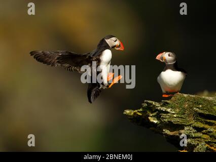 Atlantikpuffin (Fratercula arctica), die auf einem Klippenhang landet, Hermaness, Shetland Isles, UK, Juli Stockfoto