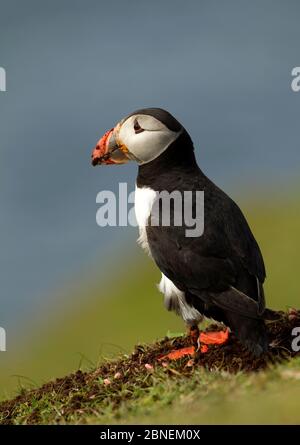 Atlantischer Puffin (Fratercula arctica) nach dem Ausgraben seiner Nistkammer, Fair Isle, Schottland, Großbritannien, Mai, mit Schlamm bedeckt Stockfoto