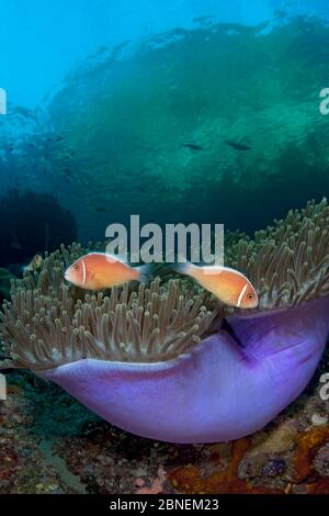 Rosa Anemonenfisch (Amphiprion perideraion) in einer purpurnen herrlichen Seeanemone (Heteractis magnifica). Misool, Raja Ampat, West Papua, Indonesien. Tropi Stockfoto