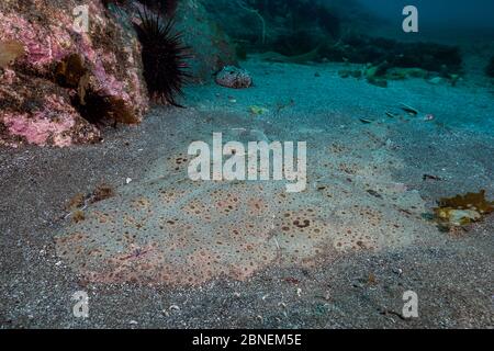 Pazifische Engelhai (Squatina californica) im Sand getarnt warten auf Beute Hinterhalt. Santa Barbara Island, Kanalinseln. Kalifornien, USA. Nort Stockfoto