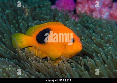 Rote Sattelanemonenfische (Amphiprion ephippium) in seiner Wirtsanemone, mit Weichkorallen dahinter. Diese Anemonenfisch-Art ist endemisch in der Andaman Stockfoto