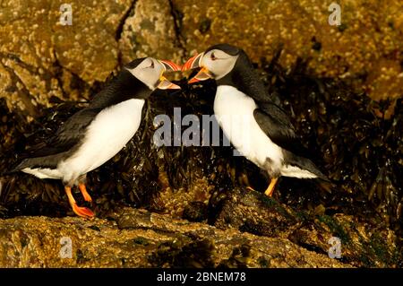 Atlantische Papageientaucher (Fratercula arctica) in Balz, Skomer Island, Wales, Großbritannien, Mai Stockfoto