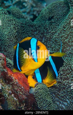 Anemonenfisch (Amphiprion chrysopterus)-Paar laichend. Das Weibchen (oben) legt rote Eier auf einen Felsen neben der Wirtsanemone, während die Stockfoto