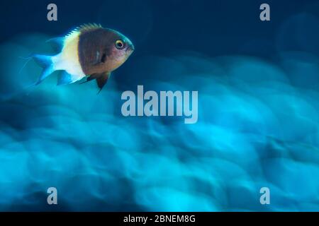 Chocolate-Dip Chromis (Chromis dimidiata) männlich über unscharf Hartkorallen (Porites nodifera). Sha'ab Claudia, Fury Shoal, Ägypten. Rotes Meer Stockfoto