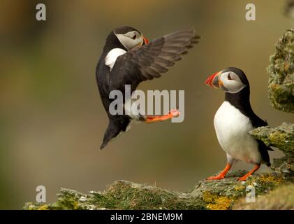 Atlantischer Puffin (Fratercula arctica) eine Landung auf der Klippe mit anderen Beobachtungsplatz, Hermaness, Schottland, Großbritannien, Juli Stockfoto