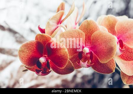 Orange Phalaenopsis Orchidee-Pflanze Stockfoto