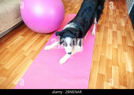 Lustige Hund Grenze Collie Üben Yoga-Lektion innen. Welpen tun Yoga Asana Pose auf rosa Yoga-Matte zu Hause. Konzept der Ruhe und Entspannung. Trainieren Sie im Fitnessstudio zu Hause Stockfoto