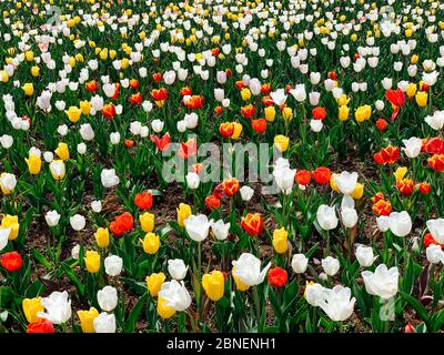 Feld der holländischen Tulpen verschiedener Frühlingsblumen Stockfoto