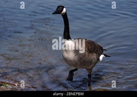 Große Kanadagans treten aus dem Wasser Stockfoto