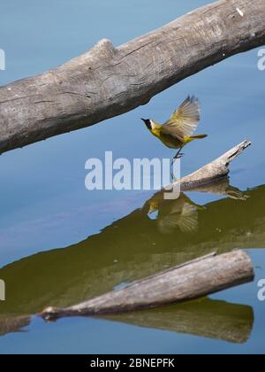 Schöne gemeinsame Gelbkehle Stockfoto