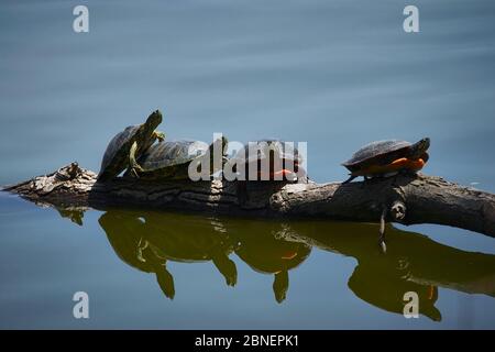 Sonnenbaden Schildkröten Stockfoto