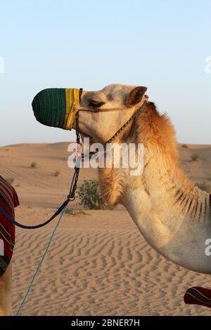 Kamel für eine Reise ausgestattet und mit einem Tuch auf dem Sand Hintergrund in der Wüste dekoriert Stockfoto