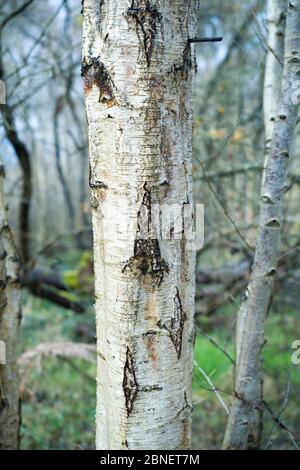 Silberbirke - Betula pendula - Laubbaum in Somerset, UK Stockfoto