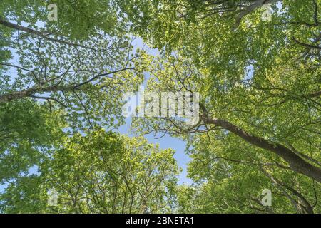 Blick aus der Wurmperspektive auf das Dach aus Eiche und Buche mit Sonnenschein und blauem Sommerhimmel. Sommergrün UK Englisch Waldkonzept & Kohlenstoffabscheidung. Stockfoto