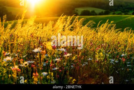 Gold Sonnenuntergang auf einer Blumenwiese auf Hügeln, mit der Sonne im Hintergrund und schöne hinterleuchtete hohe Gras Stockfoto