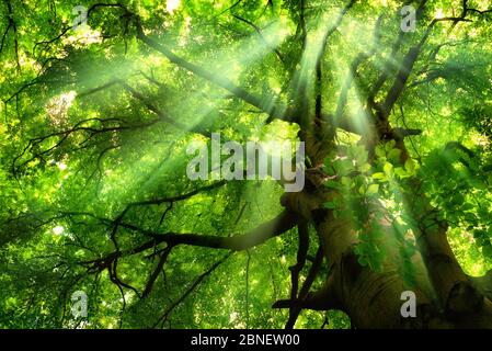 Wunderschöne Lichtstrahlen, die durch den Nebel fallen und das üppig grüne Baldachin einer majestätischen Buche Stockfoto