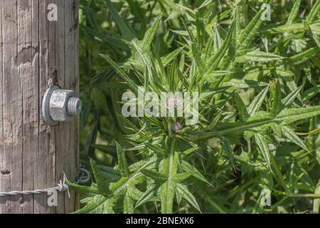 Jungfisch stachelig Spear Thistle / Cirsium vulgare in Sonnenschein wächst neben Farmzaun & Feldtor Pfosten. Essbar als Überlebensfutter, bekannt UK Unkraut. Stockfoto