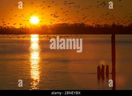 Fraser River Schneegänse bei Morgengrauen. Eine große Schar von Schneegänsen starten bei Sonnenaufgang vom Fraser River. Richmond, British Columbia, Stockfoto