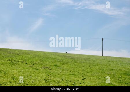 Ländliche elektrische Stromleitungen in Cornish Field, Großbritannien. Stromleitung gegen blauen Himmel gesetzt. Metapher ländliche Stromverteilung, National Grid, häusliche Macht. Stockfoto