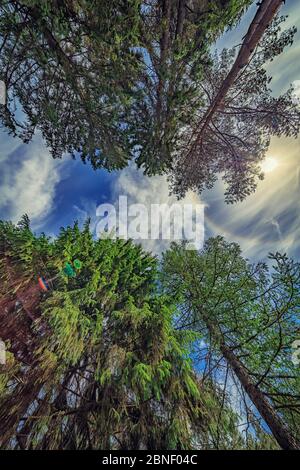 Baldachin Von Hohen Pinien. Obere Zweige des Waldes im Wald Blick auf Himmel und Sonne Stockfoto