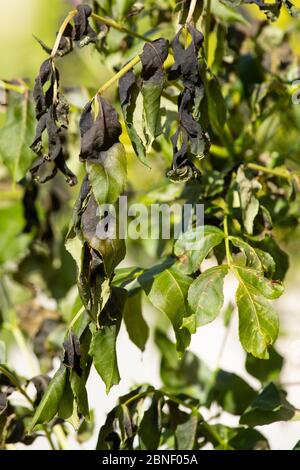 Hymenoscyphus fraxineus - ein Pilz, der Aschendieck verursacht Pilzkrankheit - auf einer jungen Esche, Fraxinus excelsior, in England Stockfoto