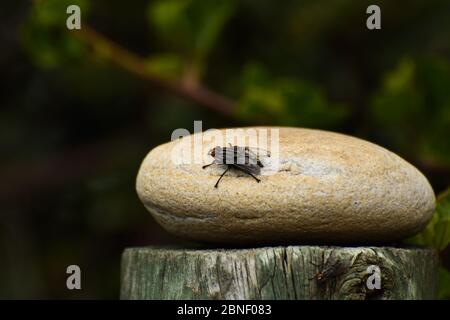 Große Hausfliege isoliert auf Felsen (Musca domestica) Stockfoto