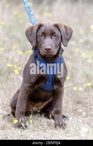 5 Monate Alte Schokolade Labrador Retriever Welpen Weibchen Stockfoto