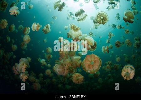 Endemische Quallen, Mastigias papua etpisonii, pulsieren, während sie im Quallen See von Palau schwimmen. Diese Gelees enthalten photosynthetische Symbionten. Stockfoto